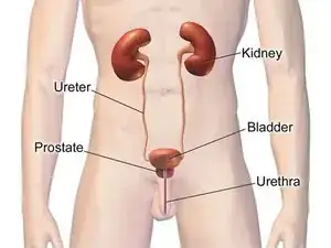 Urology