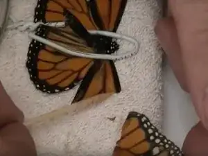 Butterfly Wing Replacement