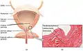 Anatomy of the male bladder, showing transitional epithelium and part of the wall in a histological cut-out