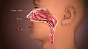 3D medical animation still shot depicting a human nose