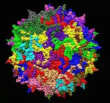 Adeno-associated virus serotype 2 structure from 1LP3.  One fivefold axis shown center.