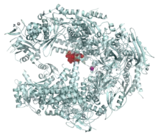 Ribbon diagram of RNA polymerase II molecule showing central binding site of alpha-amanitin molecule