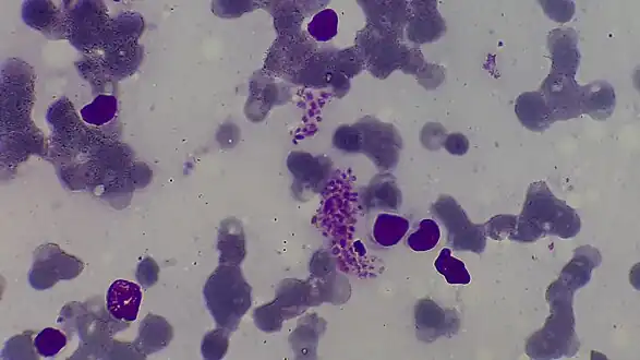 Leishmania donovani