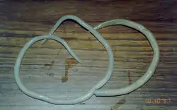 Ascaris lumbricoides adult worms