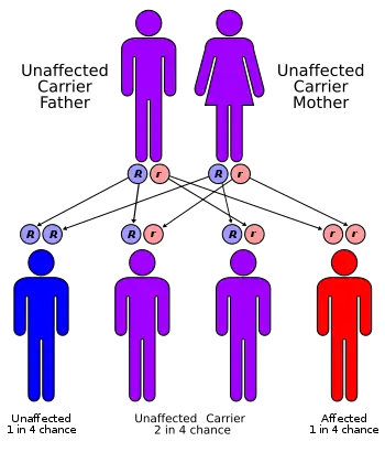 Lafora disease has an autosomal recessive pattern of inheritance. EPM2A gene found on chromosome 6q24 and NHLRC1 gene found on chromosome 6p22.3.