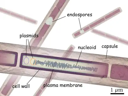 Structure of B. anthracis