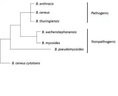 B. anthracis belongs to the B. cereus group of strains.