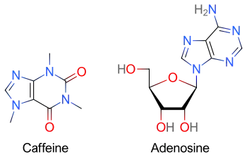 Two skeletal formulas: left – caffeine, right – adenosine.