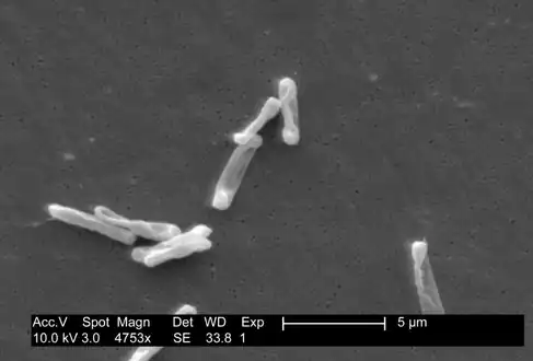 Clostridium difficile