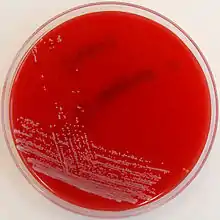 Colonies on HBA assuming a smooth and glossy colony morphology with approximately 1mm diameter.