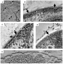 Crateriform structures seen from the outside of the cell.