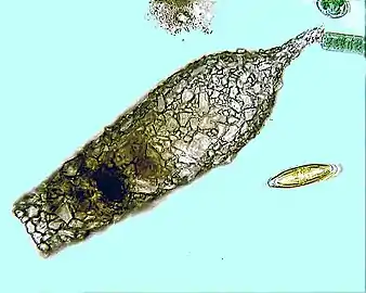 Shell of the testate amoeba Difflugia acuminata