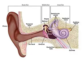 Illustration of the ear