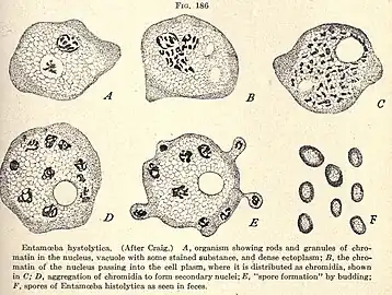 E. histolytica drawing