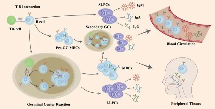 Role of B cells in COVID-19 infection/re-infection- Naïve B cells are activated via the help of folliculat T  cells after the invasion of SARS-CoV-2 virus