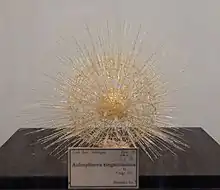 Blaschka glass model of "Aulosphaera elegantissima"