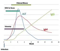 Serum IgG, IgM, and ALT following hepatovirus A infection