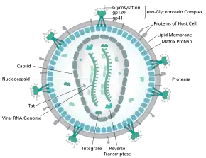 Diagram of the HIV virion