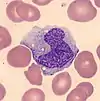 Monocyte