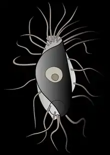 Hemimastix amphikineta, redrawn from Foissner et al., 1988