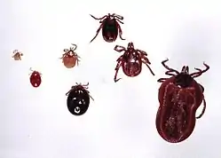 Tick Ixodes ricinus, developmental stages