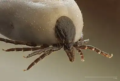 Sheep ticks (Ixodes ricinus), such as this engorged female, transmit the disease