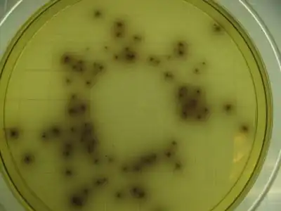 Listeria grown on agar medium