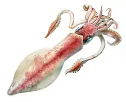 Illustration of the longfin inshore squid.