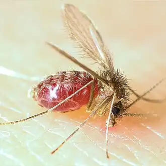 Lutzomyia longipalpis sandfly