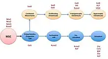 A diagram showing mesenchymal stem cells and their differentiation pathways, via osteoprogenitor cell, to chondrocytic and osteoblastic cell lineages. The diagram is based on data from 10.5-day-old mice embryo. Below and above the cells are the factors required for differentiation into the two cell lineages.