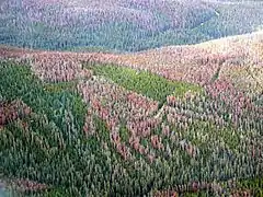 Photograph of a large area of forest. The green trees are interspersed with large patches of damaged or dead trees turning purple-brown and light red.