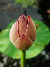 Bud