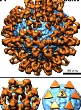 An orthobunyavirus (Bunyamwera virus; BUNV)