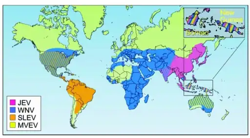 Geographic distribution of four members of the JE serological group: JEV,WNV,MVEVV, and  St. Louis encephalitis virus (SLEV)