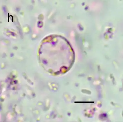 Blastocystis (primate)