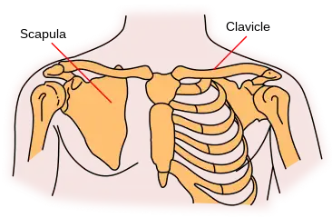 The scapula, on left.