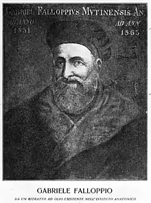 Portrait of Gabriele Fallopius