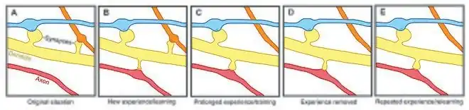 A depiction of spine formation and elimination.