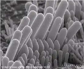 Stereocilia perch atop sensory hair cells in the cochlea of the inner ear