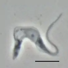 "Trypanosoma brucei brucei" TREU667 (Bloodstream form, phase-contrast picture. Black bar indicates 10 µm.)