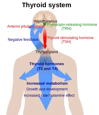 Diagram of a person with a large blue arrow representing the actions of thyroxine on the body and a green and red arrow representing actions of TSH and TRH respectively