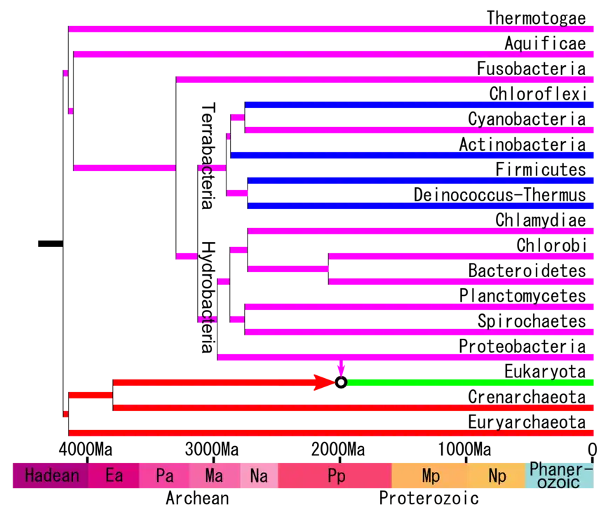 A timetree redrawn showing the division of Hydrobacteria and Terrabacteria.