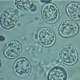 T. gondii oocysts in a fecal flotation