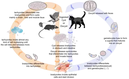 More detailed diagram.  The feces of infected cats infects rodents hunted by cats, which rodents are more likely to be eaten by cats; it also infects animals bred for meat, which is a vector depending on how the meat is treated