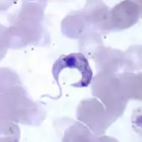 A crescent-shaped Trypanosoma cruzi parasite surrounded by red blood cells