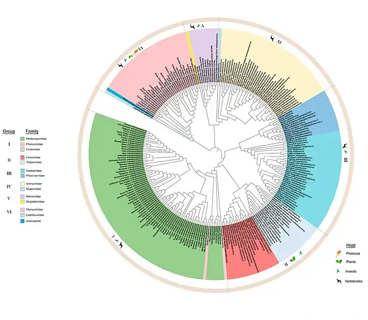 Phylogenetic tree of Bunyavirales ( Maximum likelihood phylogenetic tree of amino acid sequences of RNA-dependent RNA polymerase . The virus families are color-coded and the hosts for viruses within each group are indicated in the outermost circle. )