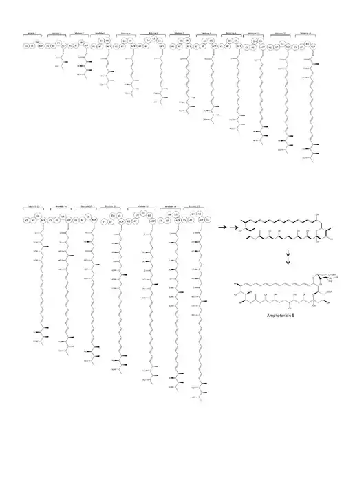 Biosynthesis of amphotericin B