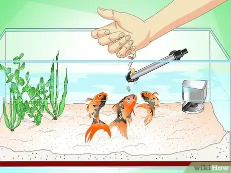 Immagine titolata Save a Dying Goldfish Step 16