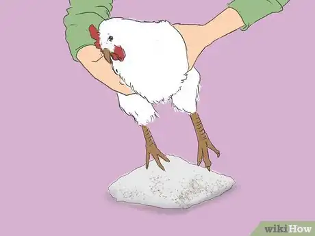 Immagine titolata Get Rid of Chicken Mites Step 17