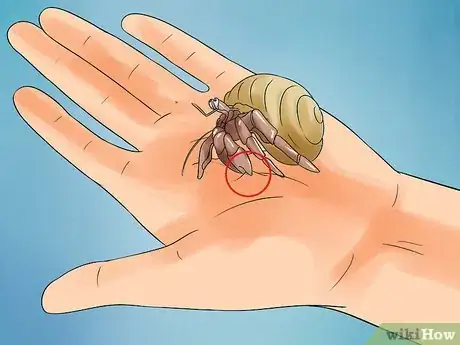 Immagine titolata Care for Hermit Crabs Step 18